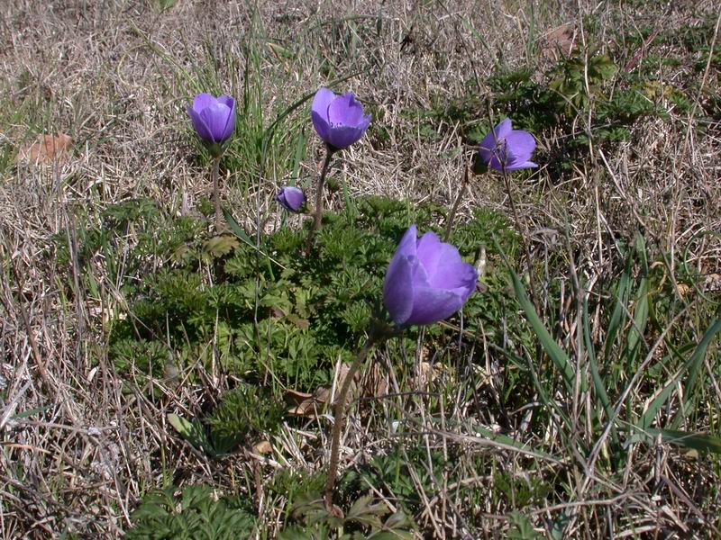 Anemone coronaria /  Anemone dei fiorai